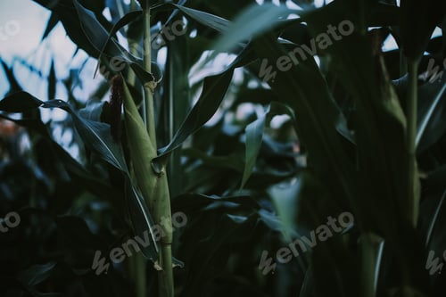 Preview: cornfield
