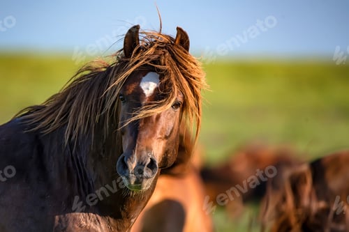 Preview: Wild stallion grazing on summer meadow