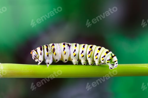 Preview: Caterpillar