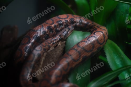 Preview: Rainbow Boa snake (Epicrates cenchria cenchria)