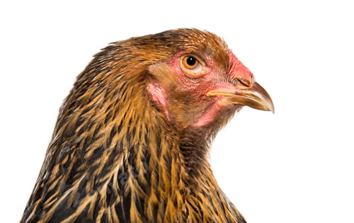 Preview: Brahma hen, close up against white background