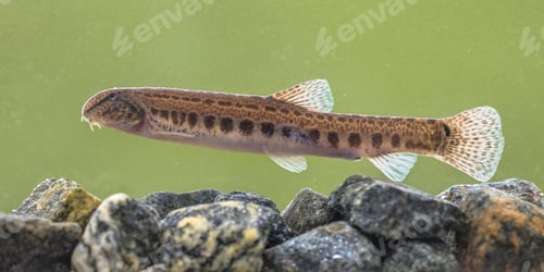 Preview: Spined loach in water