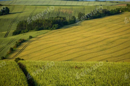 Preview: Agriculture fields with crop and vineyards at summer.