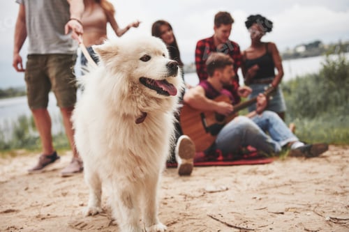 Preview: Cheerful cute dog. Group of people have picnic on the beach. Friends have fun at weekend time