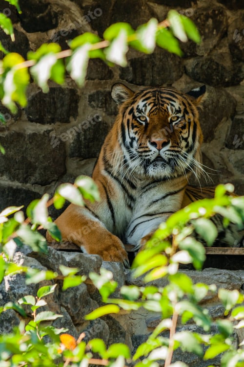 Preview: Tiger resting in the shade close up