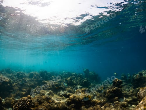 Preview: corals and tropical fish underwater sea life