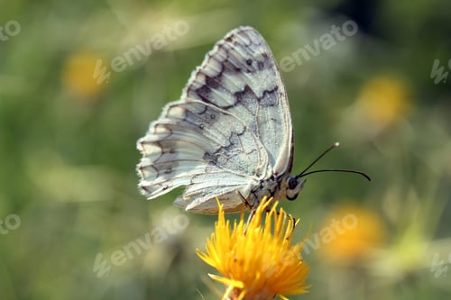 Preview: butterfly