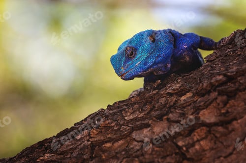 Preview: Selective focus shot of a blue agama on the trunk of an old tree with a blurry background