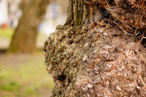 Preview: Closeup shot of a bulge on a tree trunk against a blurry background