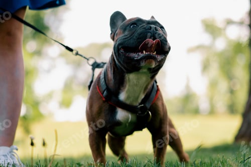Preview: small cute dog french bulldog on a walk in the park playing on the grass portrait of a dog