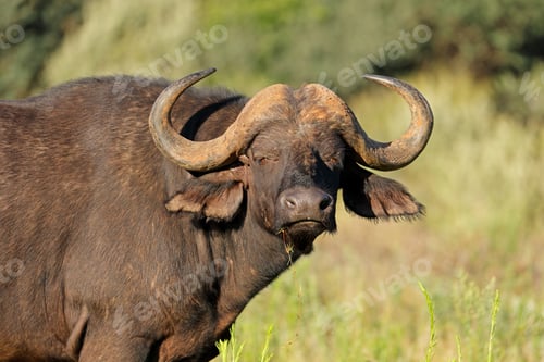 Preview: African buffalo portrait - South Africa
