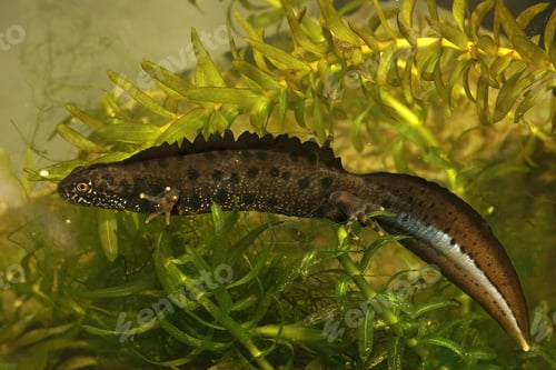 Preview: Closeup shot of an aquatic male Danube crested newt swimming among green plants