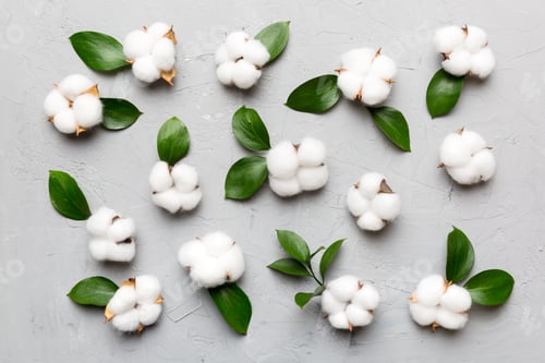 Preview: Autumn Floral Flat lay background composition. Dried white fluffy cotton flower branch