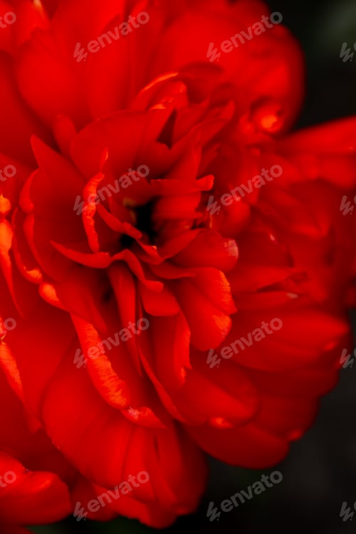Preview: Red tulip flower background Petal bud