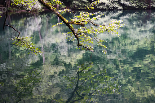 Preview: closeup of branch of tree reflecting in the water of a lake