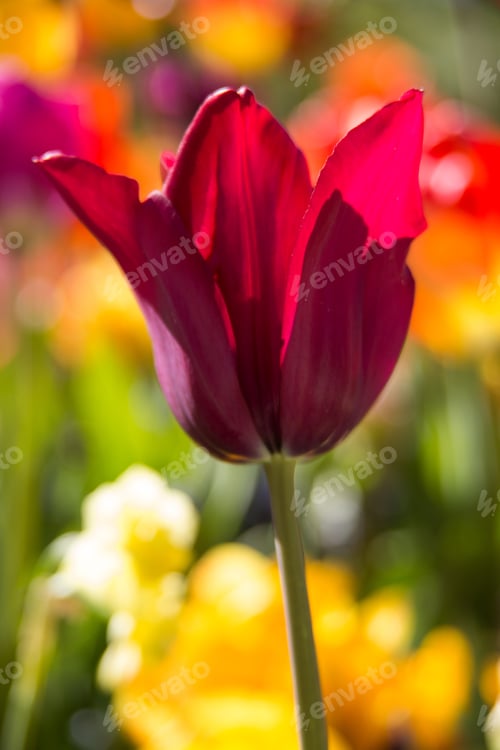 Preview: Tulip season