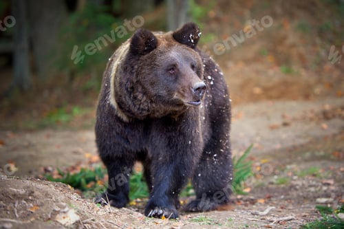 Preview: European brown bear in a forest landscape at autumn. Big brown b