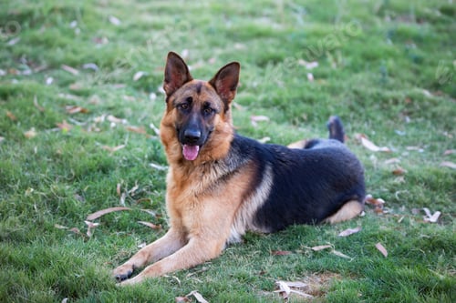 Preview: Pet animal; german wolf dog in garden.