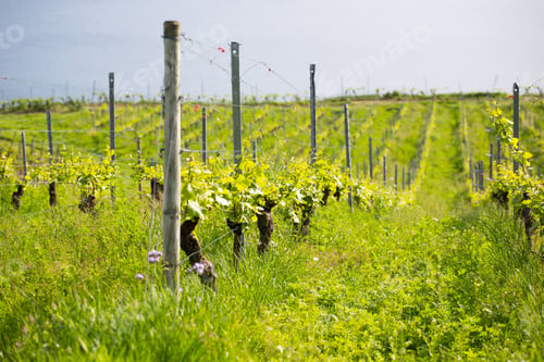 Preview: Vineyards with grapevine for wine production near Bodensee