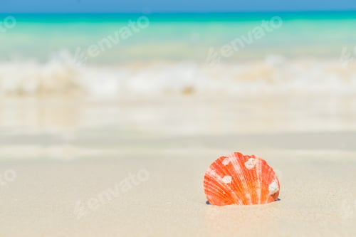 Preview: Shell on the beach