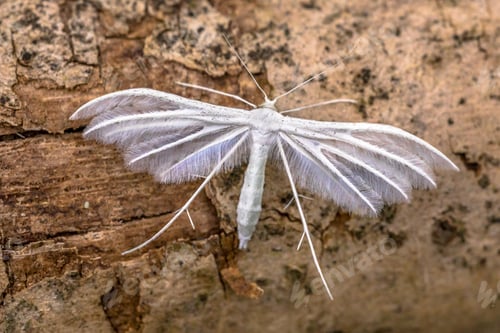 Preview: White plume moth