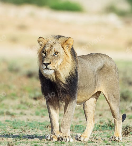 Preview: A Best wildlife tours in the world