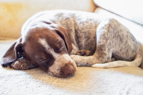 Preview: portrait of a small puppy lying on the bed and sleeping