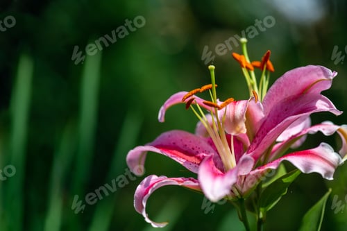 Preview: Beautiful pink Lily flower on green background. Oriental lily flowers blossom in the garden