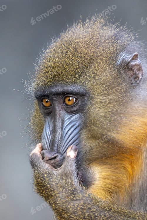 Preview: Close up view of a mandrill (Mandrillus sphinx)
