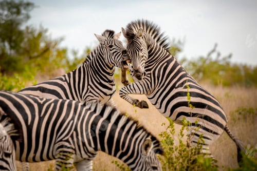Preview: Two zebra, Equus quagga, stand on their hind legs rearing and fight, biting showing teeth