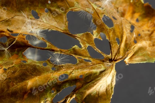 Preview: dry leaves and dandelion seeds