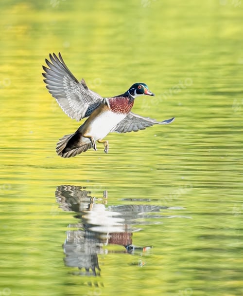 Preview: Wood duck coming in for a landing.