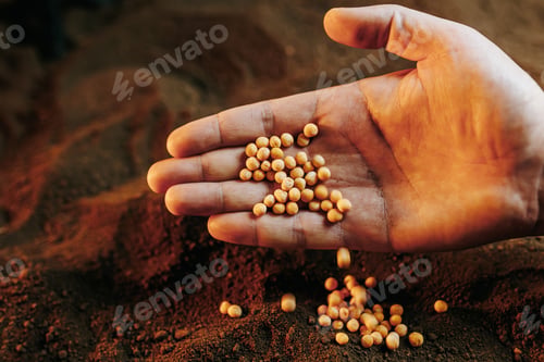 Preview: Hands holding seeds above rich brown soil ready for planting