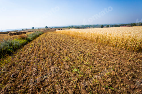 Preview: Wheat field in Hebei province, China