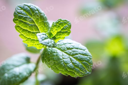 Preview: Sprig of mint