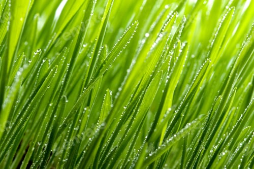 Preview: green grass with dew