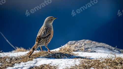 Preview: Close-up of an alpine accentor perched on a snowy ground with grass