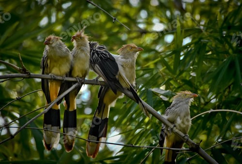 Preview: Group of four guira cuckoos perched on a branch in a lush green forest