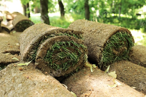 Preview: Closeup of carpet grass rugs outdoors with green and brown pattern. Lawn of green grass and soil is