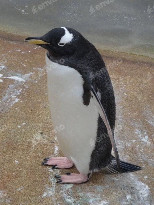 Preview: Closeup shot of a black and white penguin standing on sand next to water