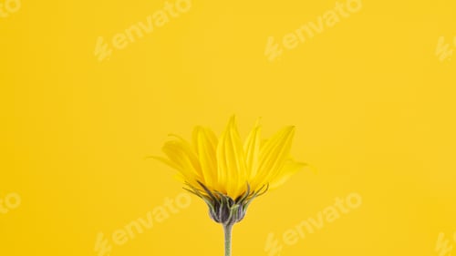 Preview: Yellow flower bud of topinambur on yellow background, top copy space, blurred yellow flower