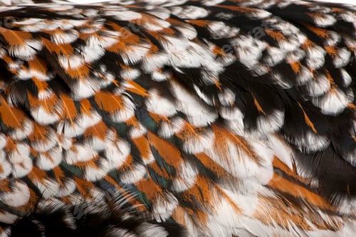 Preview: Close-up of Tollbunt tricolor Polish chicken feathers, 6 months old