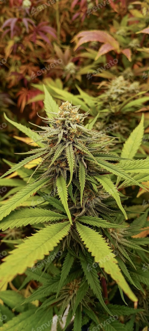 Preview: close up of marijuana in the indoor organic farm