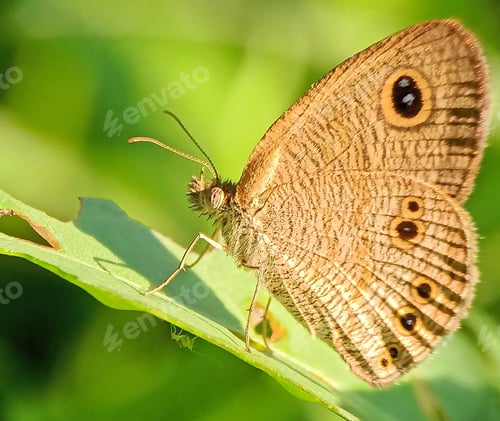 Brown Butterfly Resting on a Vibrant Green Leaf