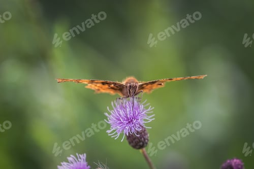 Preview: Closeup shot of an orange spotted comma butterfly on a purple thistle flower