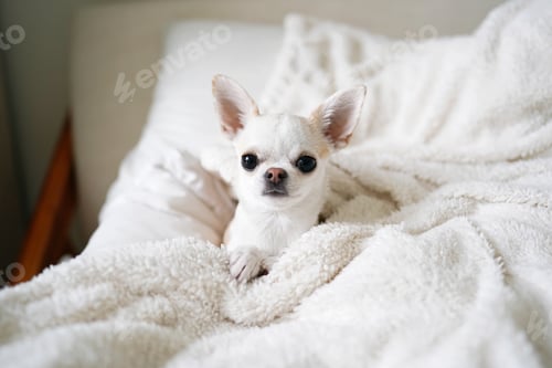 Preview: dog