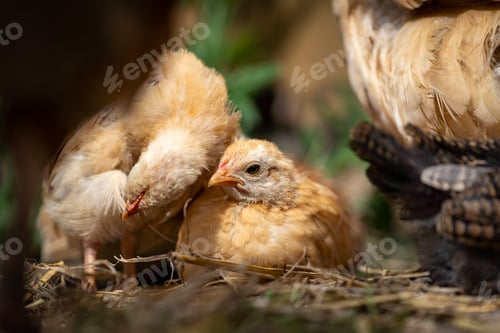 Preview: two baby chickens are standing in the middle of a pile