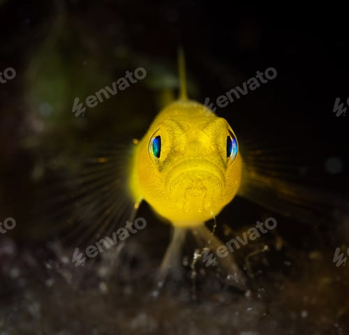 Preview: Amazing underwater world, Underwater world scene.