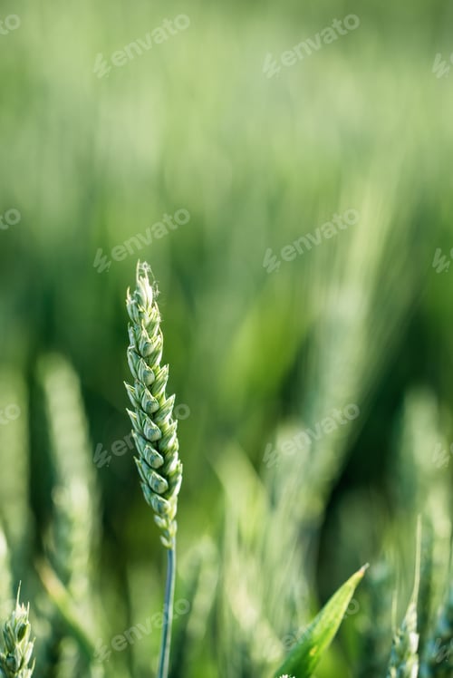 Preview: Macro close up of fresh young ears of young green wheat in spring summer field.