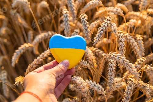 Preview: Flag of Ukraine in a wheat field. Selective focus.